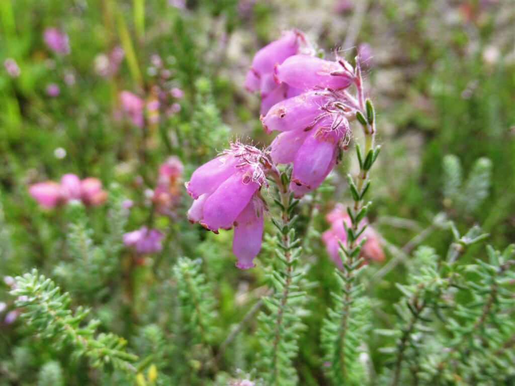 Heap Of Pink Heather Flower (calluna Vulgaris, Erica, Ling) On